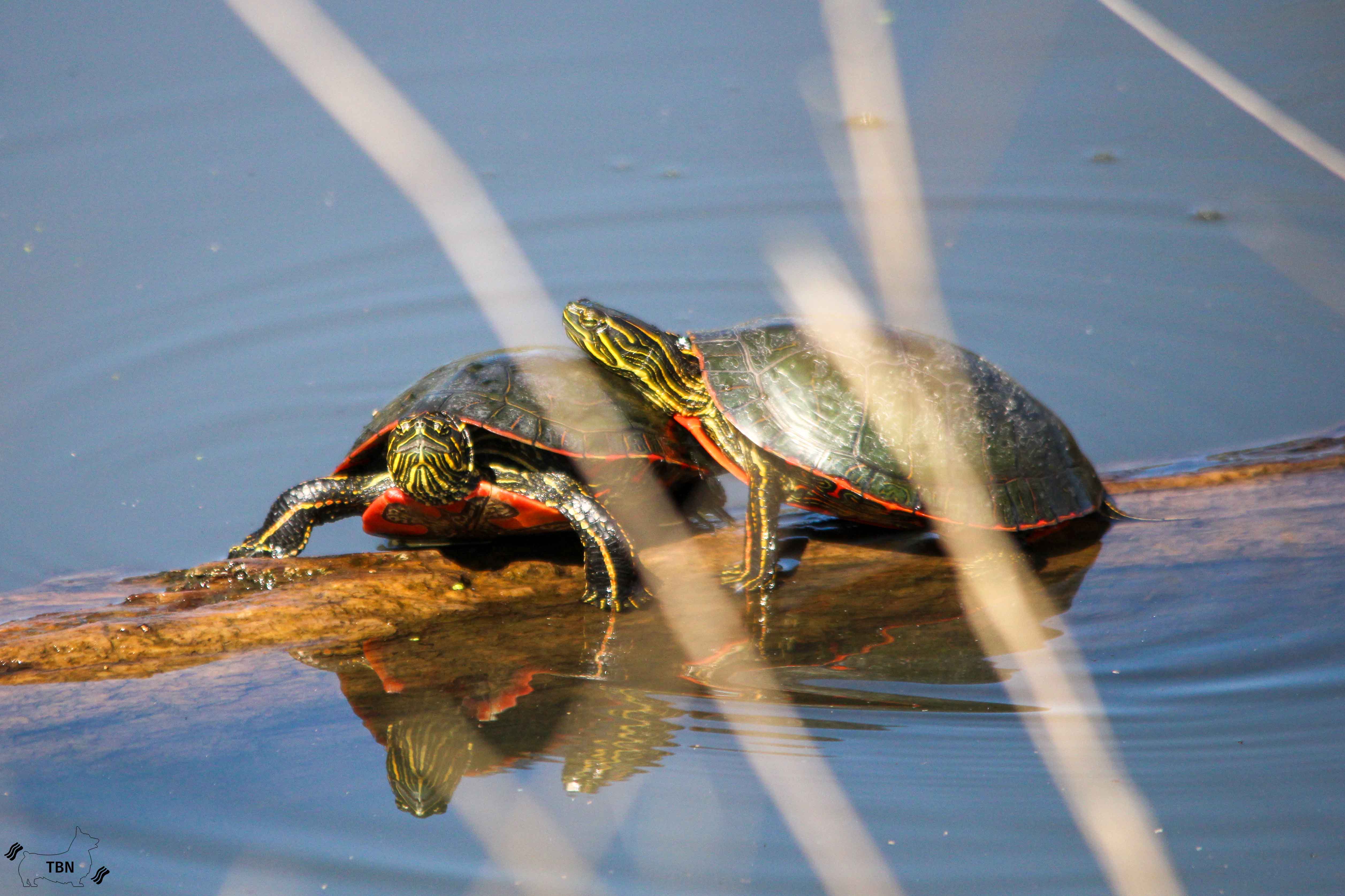 Painted Turtle